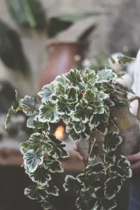 Hovedbilde Pelargonia hengeplante 50 cm