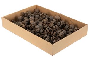 Hovedbilde T&oslash;rkede fr&oslash;kapsler p&aring; st&aring;ltr&aring;d 