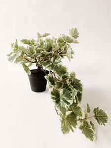 Hovedbilde Pelargonia hengeplante 50 cm